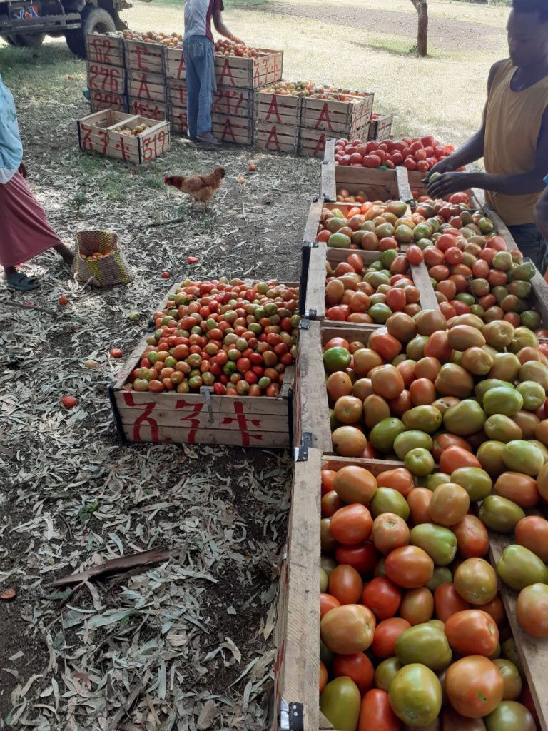 Agrilink Africa sourcing photo showing farmers harvesting and loading fresh fruits and vegetables for distribution, highlighting the company’s direct farm-to-market supply chain.